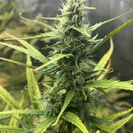 Desfran in hydro