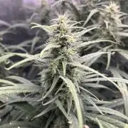 Strawberry Cough (DWC) 2