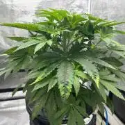 Hella Jelly (DWC)