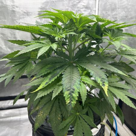 Hella Jelly (DWC)