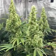 Bay 11 (DWC)