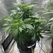 Dream Widow (DWC)