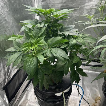 Dream Widow (DWC)