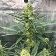 Mimosa x The Brunch “Lover’s Cut” DWC