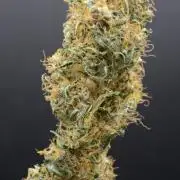 Golden Tiger (DWC)