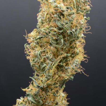 Golden Tiger (DWC)