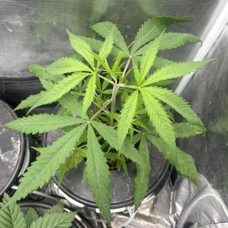 Strawberry Cough (DWC)