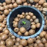 Dirty Mimosa S1V1 (DWC)