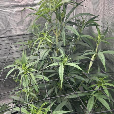 Strawberry Cough (DWC)