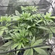 Afghan Kush (DWC)