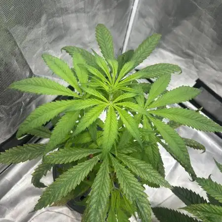 Desfran in hydro