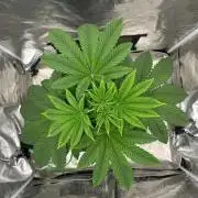 Chocolope (DWC)