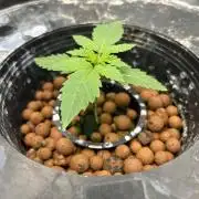 Hella Jelly (DWC)