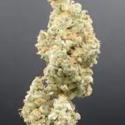 Afghan Kush (DWC)