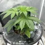Hella Jelly (DWC)
