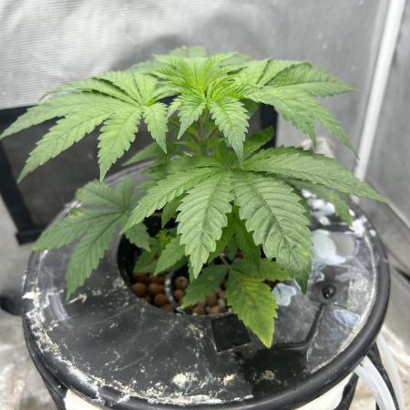 Hella Jelly (DWC)