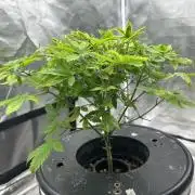 Maui Waui in Hydro (DWC)