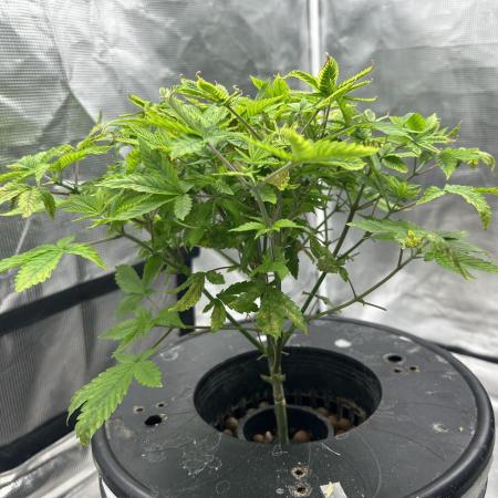 Maui Waui in Hydro (DWC)