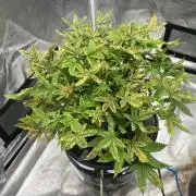 Maui Waui in Hydro (DWC)