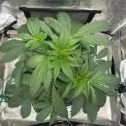 Afghan Kush (DWC)