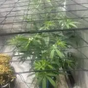 Strawberry Cough (DWC)