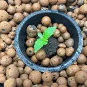 Dirty Mimosa S1V1 (DWC)