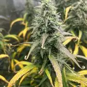 Strawberry Cough (DWC) 2