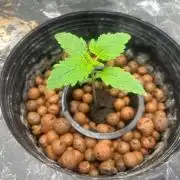 Bay 11 (DWC)