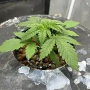 Hella Jelly (DWC)
