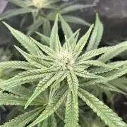 Afghan Kush (DWC)