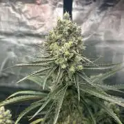 Mimosa x The Brunch “Lover’s Cut” DWC