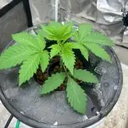Chocolope (DWC)