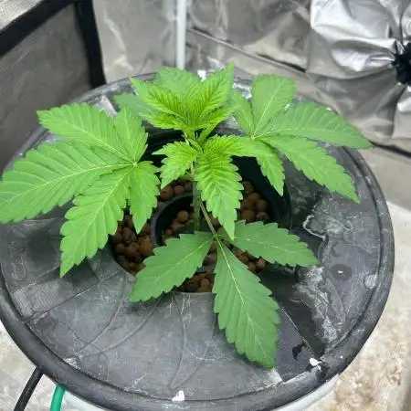 Chocolope (DWC)