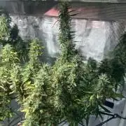 Golden Tiger (DWC)