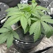 Afghan Kush (DWC)