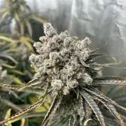 Mimosa x The Brunch “Lover’s Cut” DWC