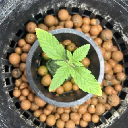 Maui Waui in Hydro
