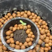 Afghan Kush (DWC)