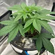 Bay 11 (DWC)