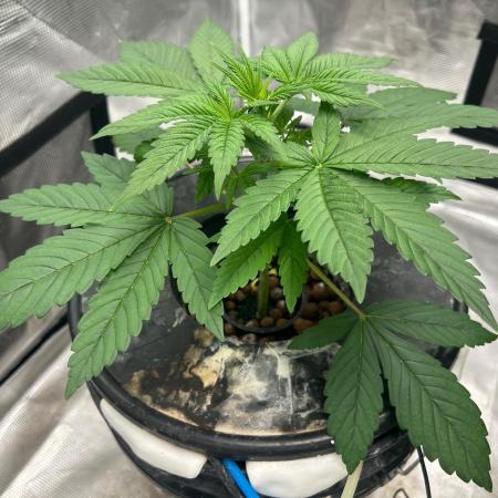 Bay 11 (DWC)
