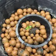 Hella Jelly (DWC)
