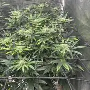 Hella Jelly (DWC)