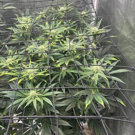 Hella Jelly (DWC)