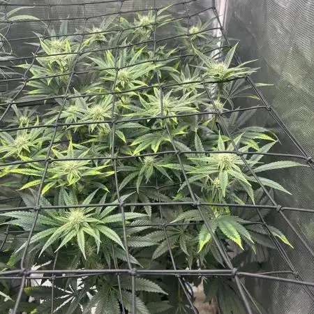 Hella Jelly (DWC)