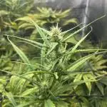 Desfran in hydro