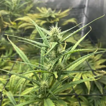 Desfran in hydro