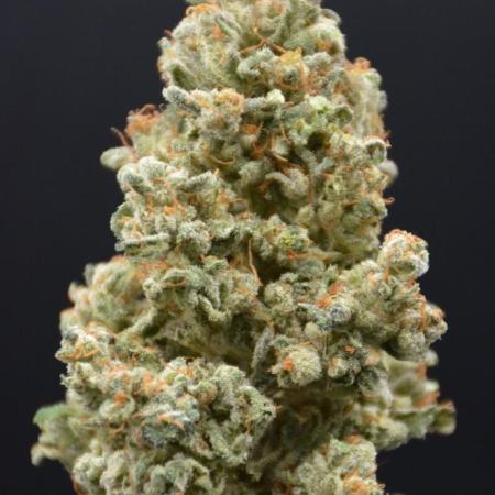 White Rhino (DWC)