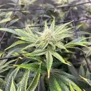 Hella Jelly (DWC)