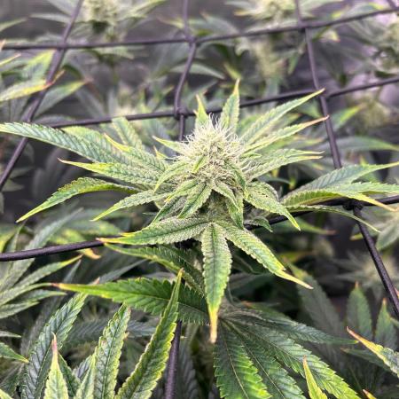 Hella Jelly (DWC)