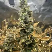 Ice Cream Cake (DWC)